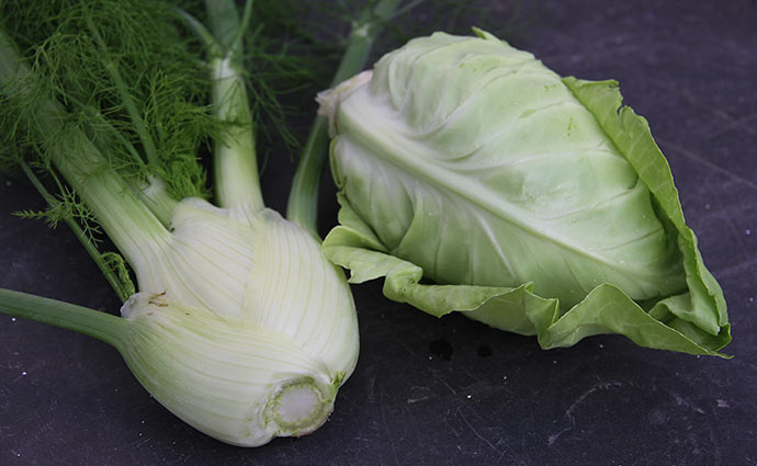 Knoldfennikel Selma og spidskål Cape Horn. Spidskålen er overvintret som lille plante.