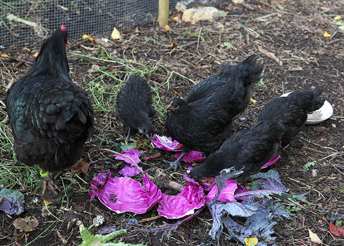 Kyllingerne undersøgte det kortvarigt, men da deres hønemor Amalie ikke godkendte det med sin normale klukken, skulle de heller ikke have noget.