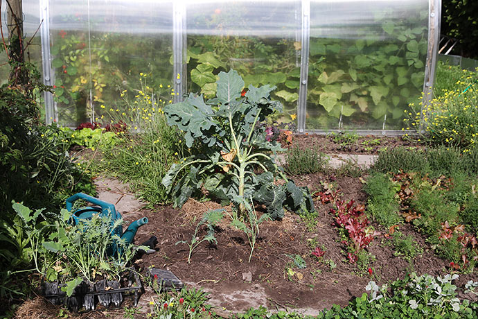 Nu plantes og sås der, hvor der er ledig plads. Her plantes lidt Fizz kål til venstre for et bed med blandet salat og dild.