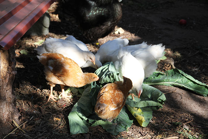 De 8 kyllinger skal nok få ædt det meste af kålplanten.
