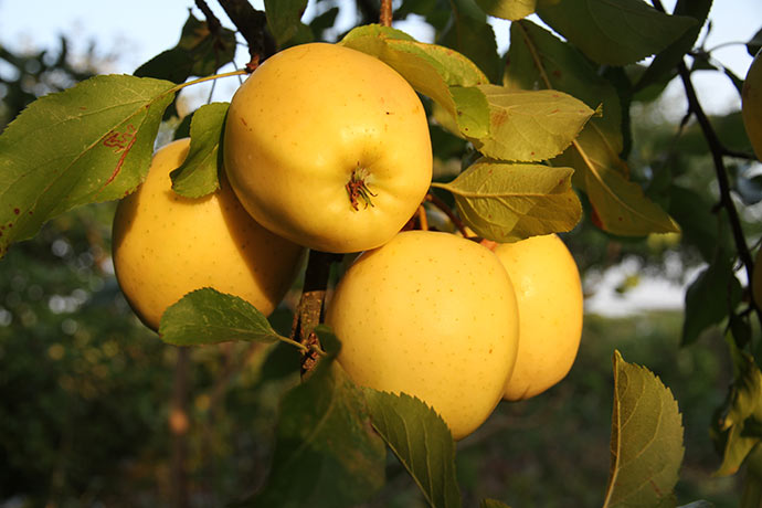 Først når man se et modent Golden Delicious forstår man navnet. De grønne i butikkerne er en misforståelse. Plukker man dem grønne, får de aldrig den gode smag.