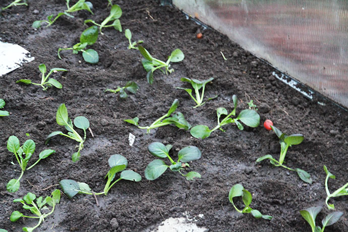 Jeg har plantet flere forskellige sorter af pak choi.