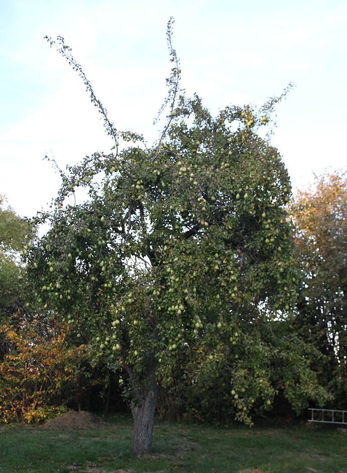 Det er også smukt, når det står fyldt med store grønne pærer i efteråret. 