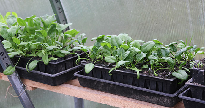 I år har jeg fordoblet antallet af spinatplanter, så vi kan få en stor tidlig høst til forår.