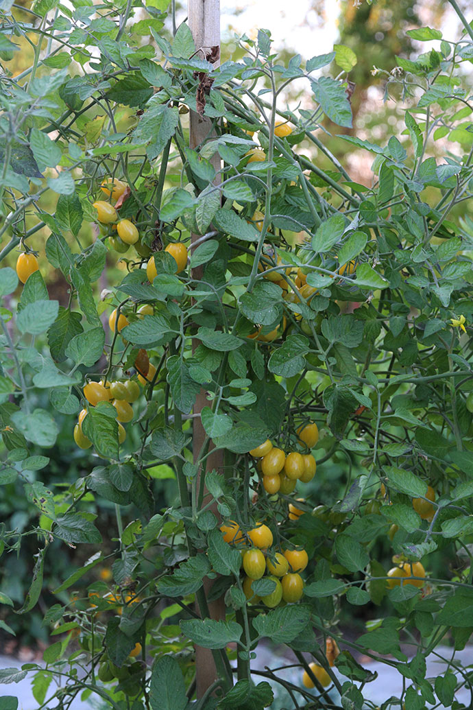 Selv sidst i oktober var der stadig mange søde og velsmagende tomater.