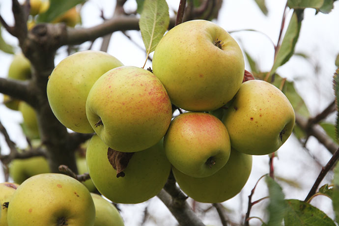 Æble – Karnas køkkenhave