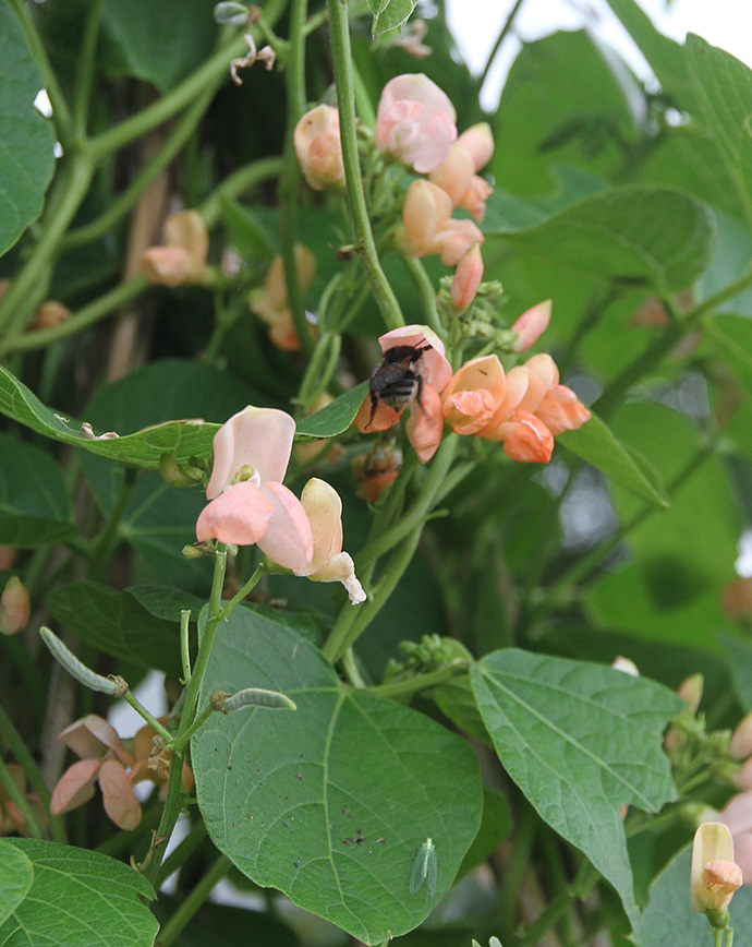 Blomster på pralbønne