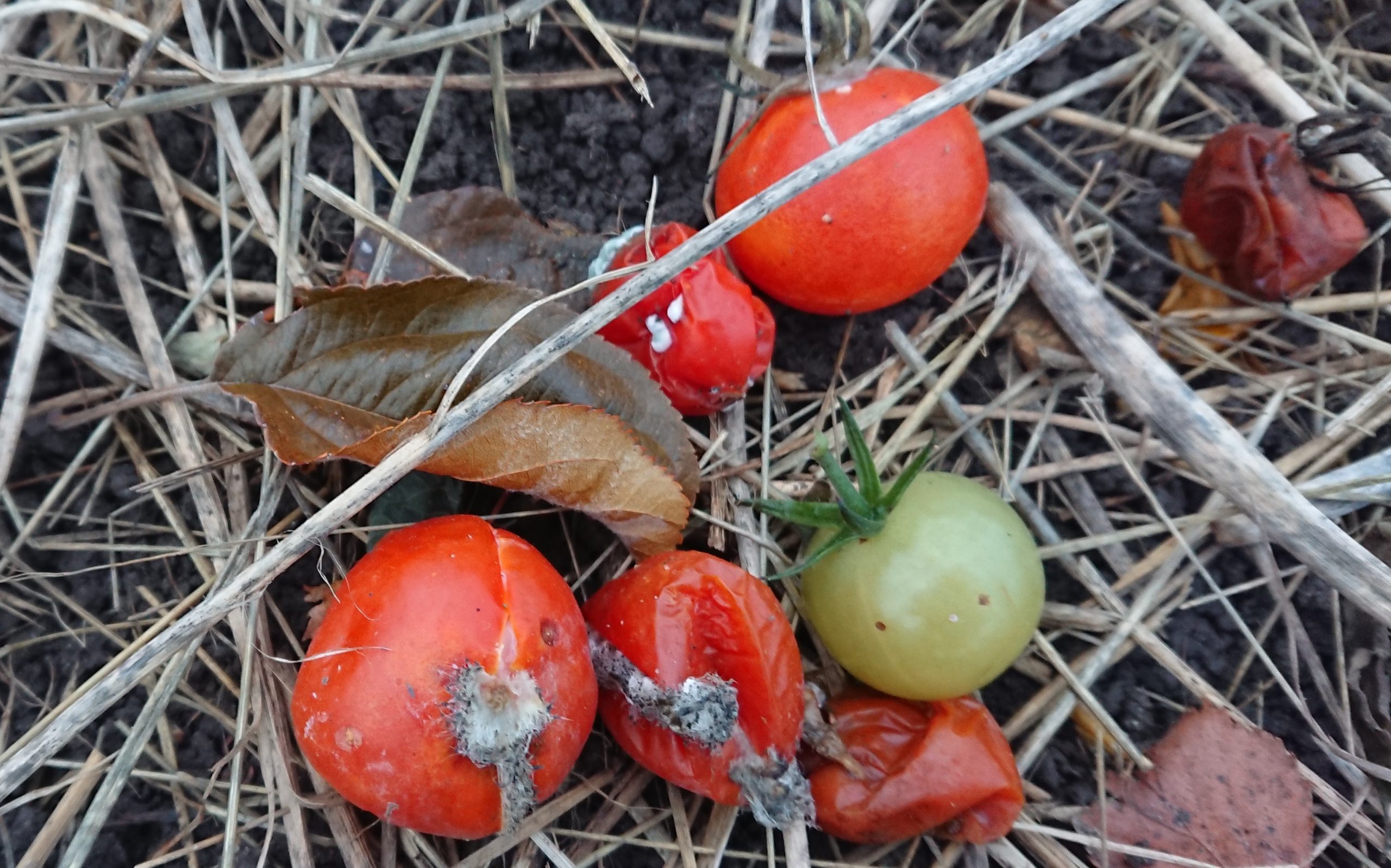 Tomater på jorden