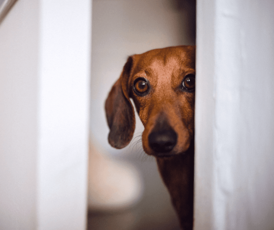 Tierkommunikation, Telepathie und Gedankenübertragung aktivieren