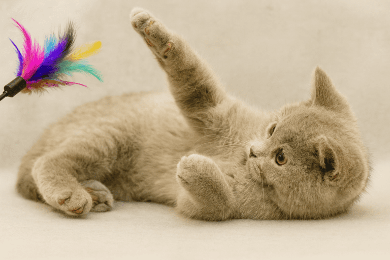 Tierkommunikation, Telepathie und Gedankenübertragung aktivieren