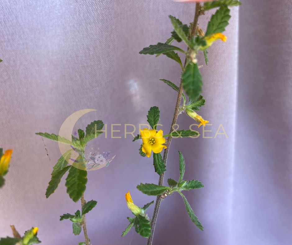 Bio Damiana Turnera diffusa Tee & Räucherung