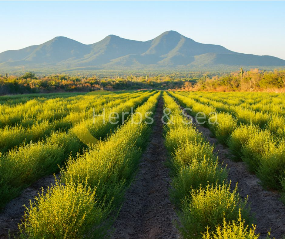 Bio Damiana Turnera diffusa Tee & Räucherung