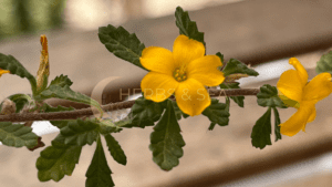 Bio Damiana Turnera diffusa Tee & Räucherung