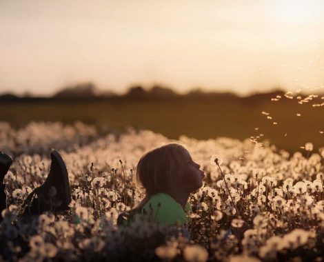 ontspanning paardenbloem veld natuur_Katrien Cocquyt orthomoleculair voedingsdesundige integrale gezondheidszorg stressreductie_flowers-2562079_1920