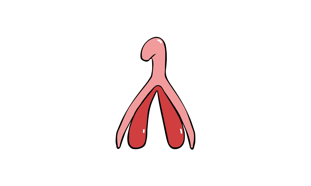 Illustreret klitoris figur