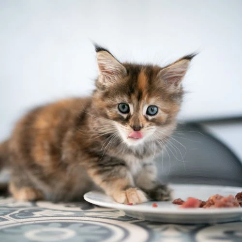 Gutes Katzenfutter Kitten