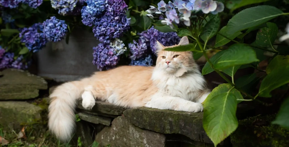 Katze Krankheiten durch darmsanierung bewährt unterstützen