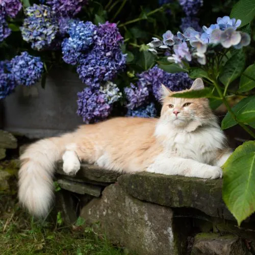 Chronische Erkrankungen Katze