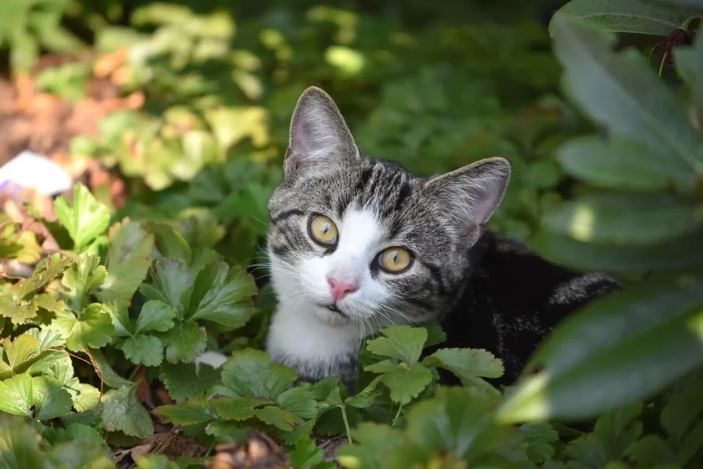 Erbrechen bei Katzen