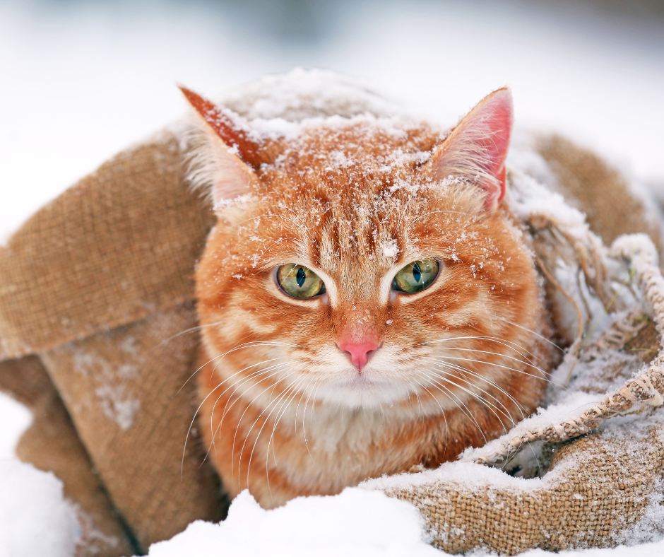 Katze im Schnee, Rauhnacht