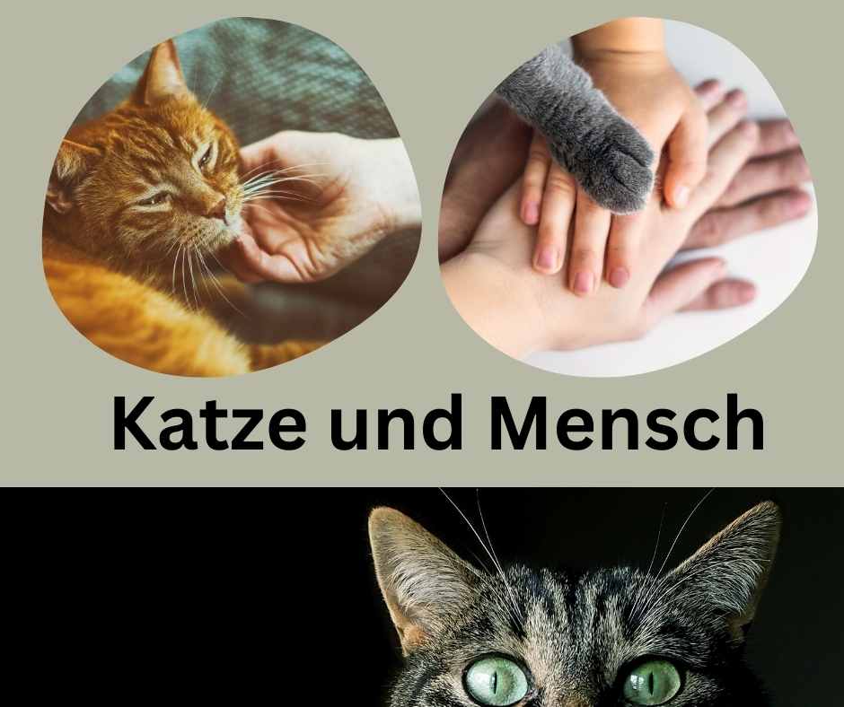 Katze Und Mensch Grafik