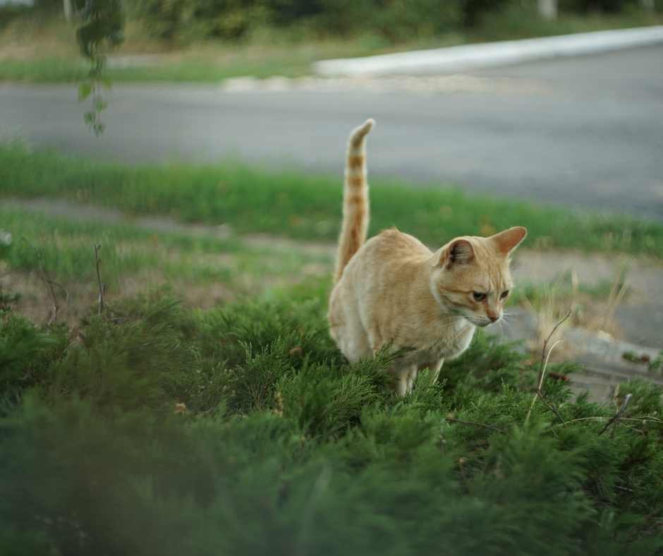 Verhaltenstherapie Katze pieselt