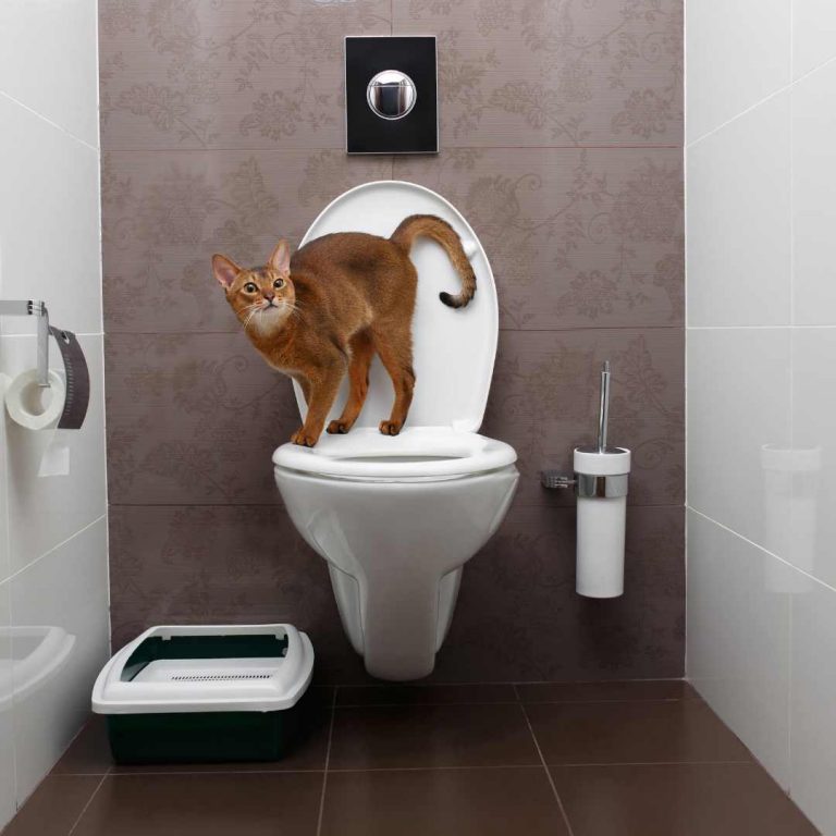 elektronische Katzentoilette Schluss