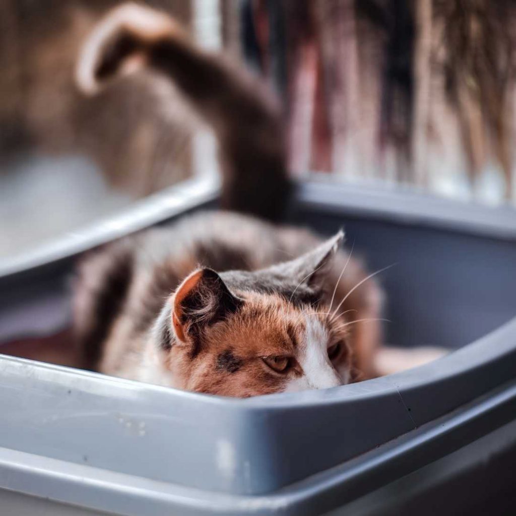 elektronische Katzentoilette Trenner