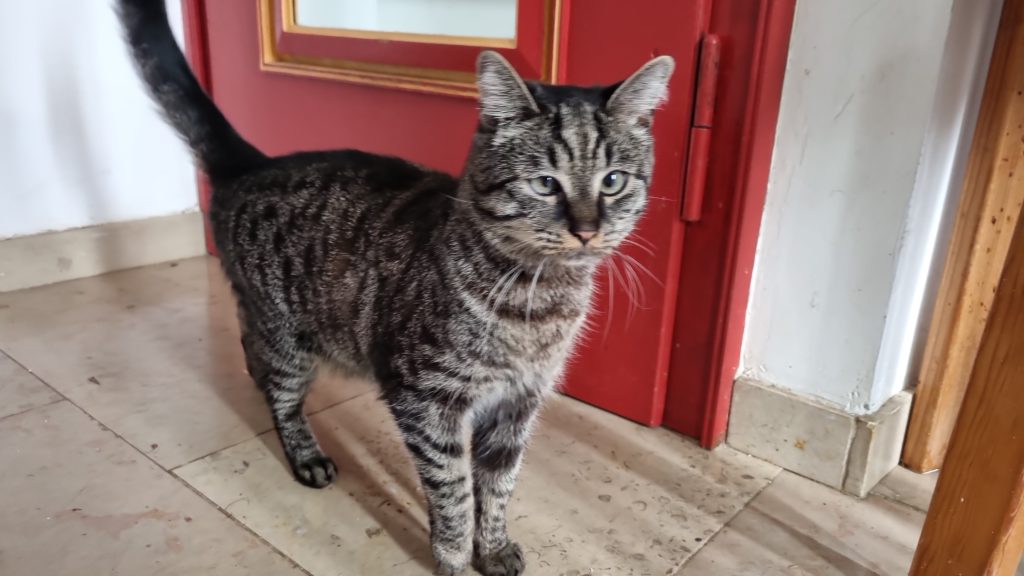 Katze ernährung. eosinophiles Granulom