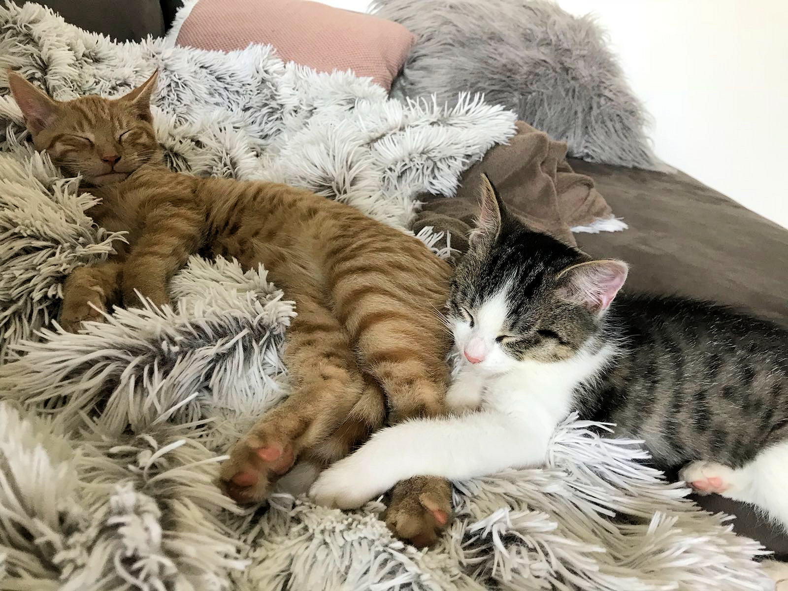 zwei Katzen schlafend auf einem Fell