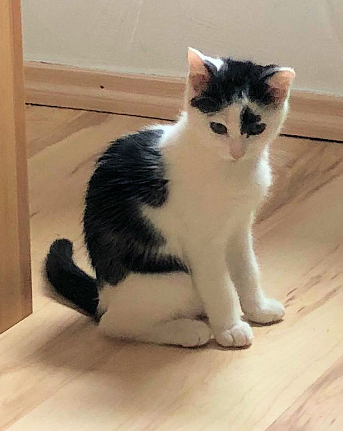 weiß-schwarze kleine Katze sitzt auf dem Fußboden, schaut zur Kamera