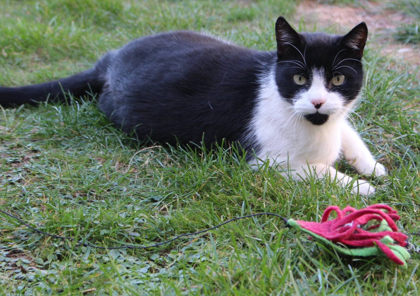 schwarz-weißer Kater liegt im Gras, schaut in die Kamera