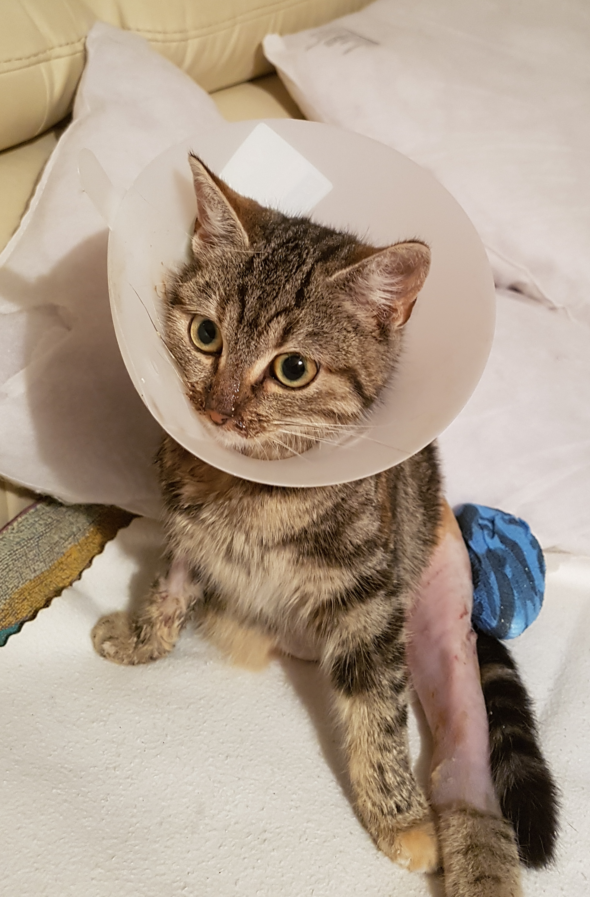 getiegerte Katze mit Trichter um den Hals und rasiertem Hinterbein
