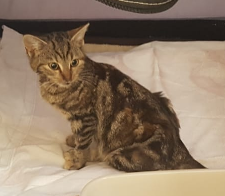 kleine getiegerte Katze auf hellen Kissen in einer Box