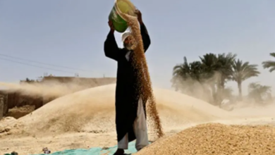 مصر: احتياطي القمح يكفي لأكثر من 4 أشهر