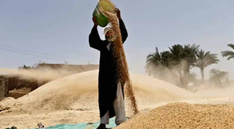 مصر: احتياطي القمح يكفي لأكثر من 4 أشهر