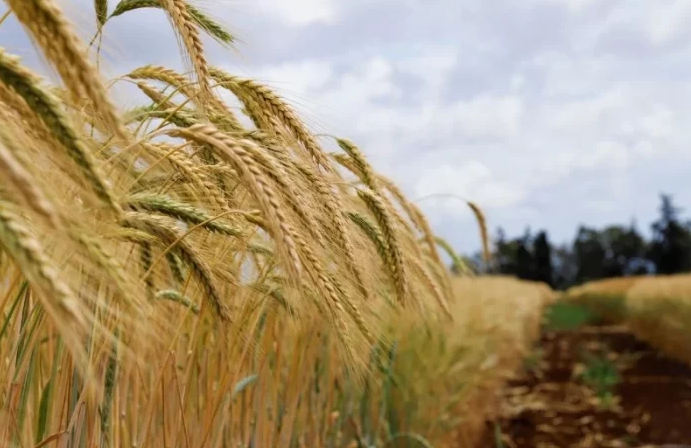 المغرب.. تجارب زراعية واعدة على بذور مقاومة للجفاف