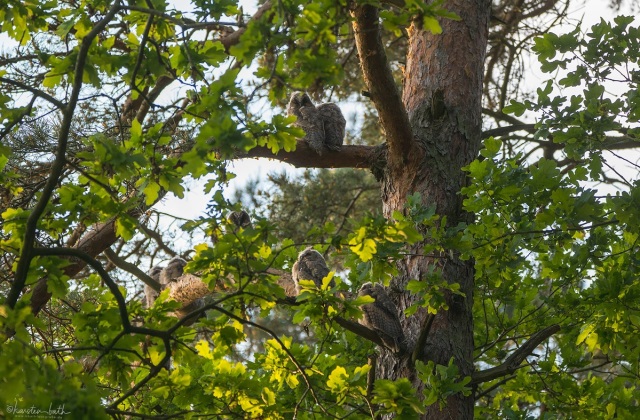 Jungvögel auf dem Schlafbaum