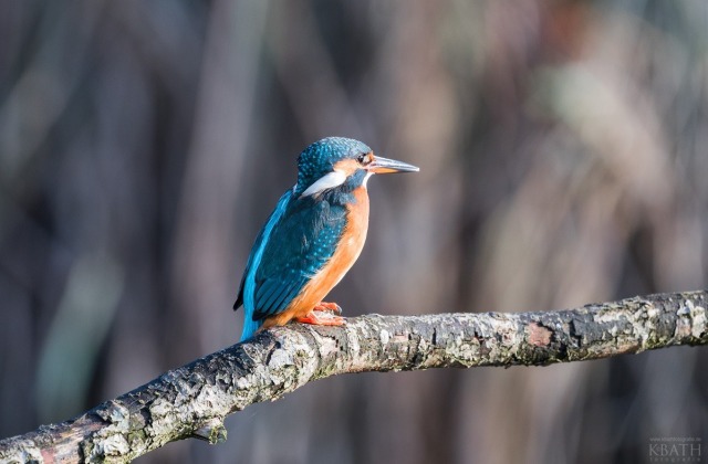 Eisvogel weiblich