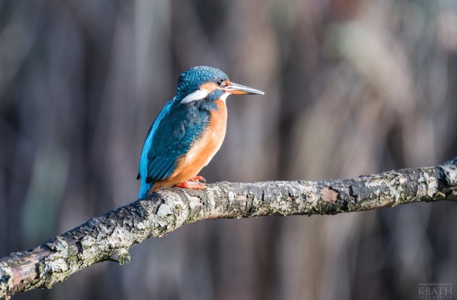 Eisvogel weiblich