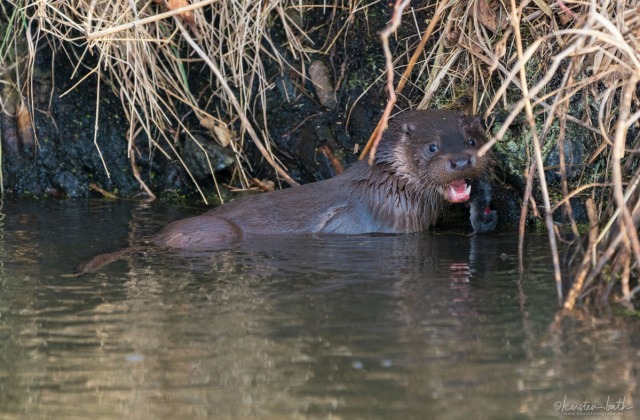 Wildlife Galerie