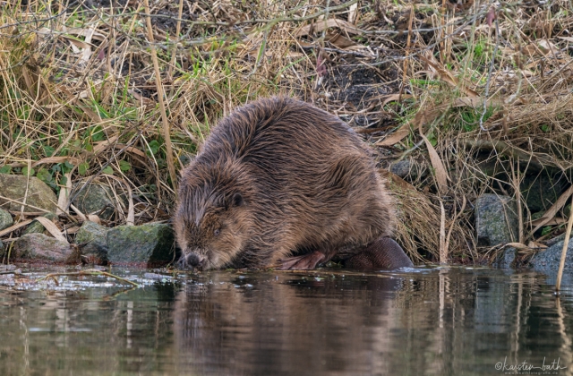 Säugetiere