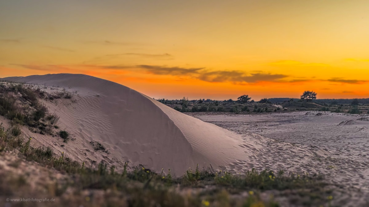 Nachtschwalben in der Lübtheener Heide – Ein magischer Sommerabend im ehemaligen Truppenübungsplatz