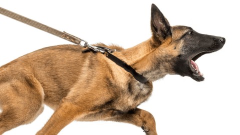 hund_koppel