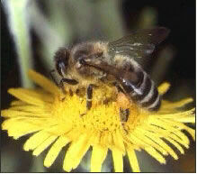 Honey Bee Foraging on a Flower