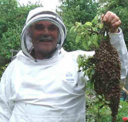 Josef removes a swarm from Bargery road SE6