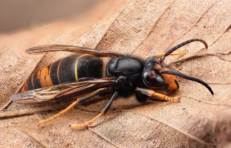 Asian Hornet