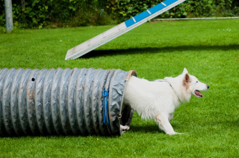 kynologenclub Winterswijk behendigheid agility