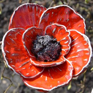 Klaproos rood