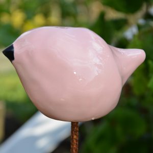 Vogeltje pink lady